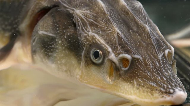fish head, sturgeon family, close-up