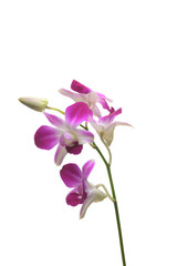 Fototapeta na wymiar Purple White Orchid flowers blossom isolated on a white