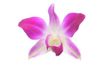Purple White Orchid flowers blossom isolated on a white