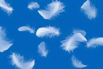 Soft white feathers floating in the air, a blue background