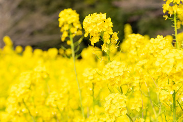菜の花