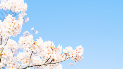 桜の花