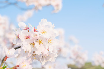 桜の花