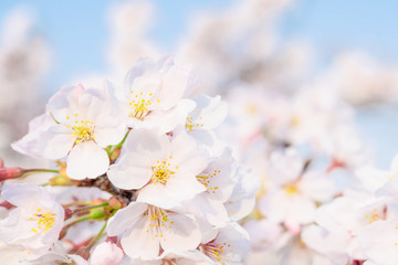 桜の花