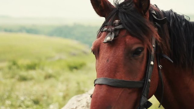 Brown horse in bridle on the green field tied to the fence. Nature. Animal.