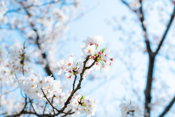 Obraz premium 桜の花