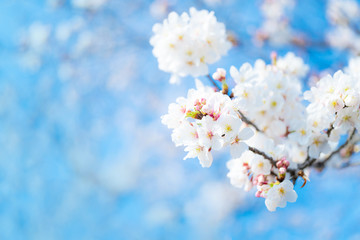 Obraz premium 桜の花