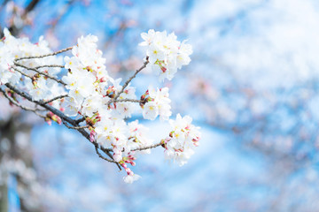 桜の花