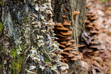 fungus on a tree