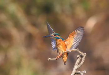 Fototapeta premium Kingfisher