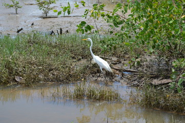 great blue heron in lake