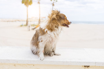 Beautiful dog sitting happy by the beach, enjoying sunny day outdoors