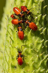 Large milkweed bug nymph on seed pod in Vernon, Connecticut.