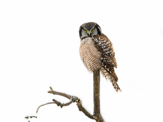 Northern Hawk Owl Perched on Tree Covered in Snow in Winter 