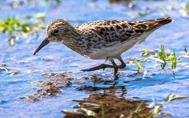 A diminutive least sandpiper probes a shallow marsh.