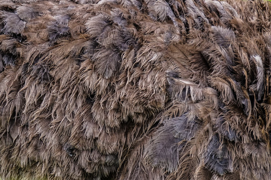Close-up of ostrich feathers