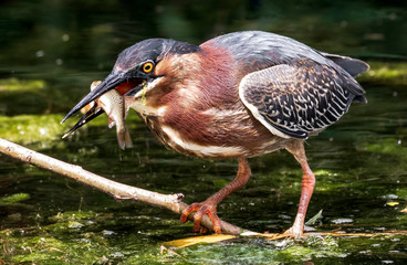 One of three green herons being uncharacteristicaly cooperative for the camera. I love fish too.