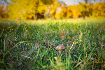 large autumn mushroom grows among tall green grass on the background of yellow autumn forest