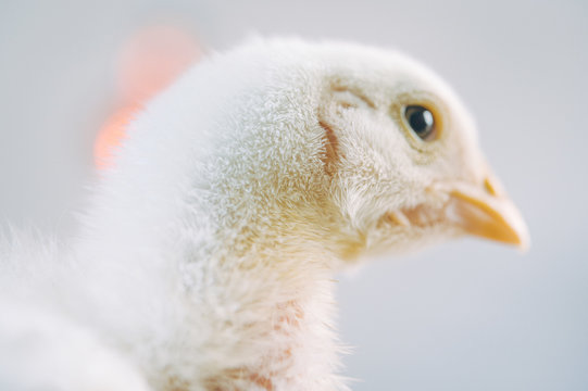 little small broiler poultry white chick bird