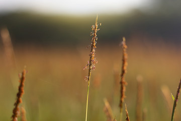 Fototapeta premium wheat field