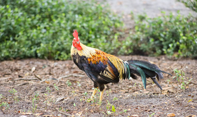A colorful rooster, in focus,  stands alone with bokeh green plants in background.