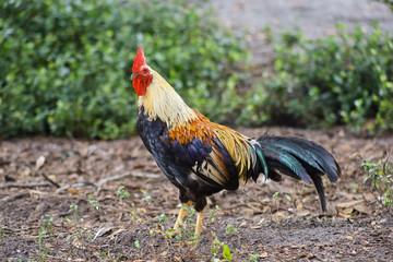 A colorful rooster, in focus,  stands alone with bokeh green plants in background.