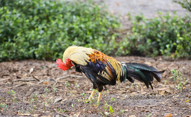 Rooster, with a large red comb, stands alone in green plants.