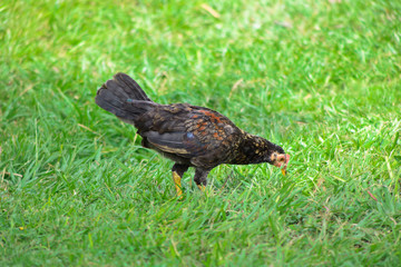 Free range, roaming chicken during the day