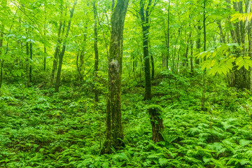 Fototapeta na wymiar Shirakami Mountains Beech Forest In Aomori Prefecture