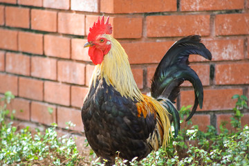Rooster, with a large red comb, stands alone in front of red brick structure.