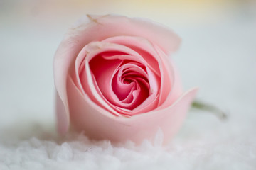 flor rosa macro