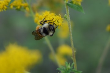 bee on a yellow flower