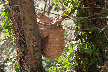林の中、スズメバチの巣