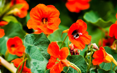 Green leafs and orange flower with bee 
