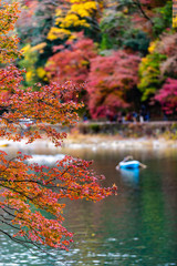 京都嵐山桂川の紅葉、モミジ
