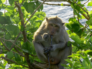 a macaque monkey chews on visitors pair of glasses at uluwatu temple
