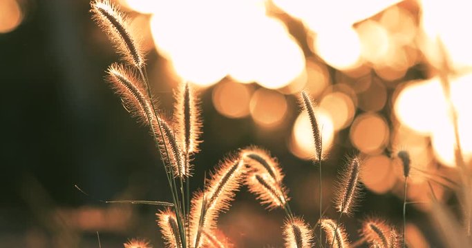 Flower grass with sunrise or sunset