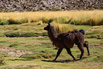 Fototapeta premium Llama walking through the grass of the Atacama desert Chile