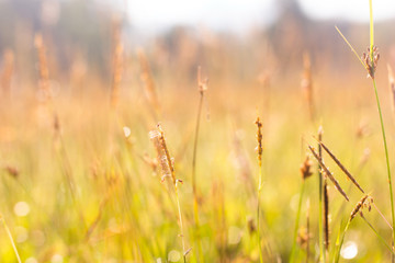 Natural autumn grass at dawn