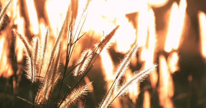 beautiful sunset with Grass blown by the wind,Flower grass with sunrise or sunset