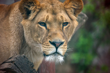 portrait of a lioness close up