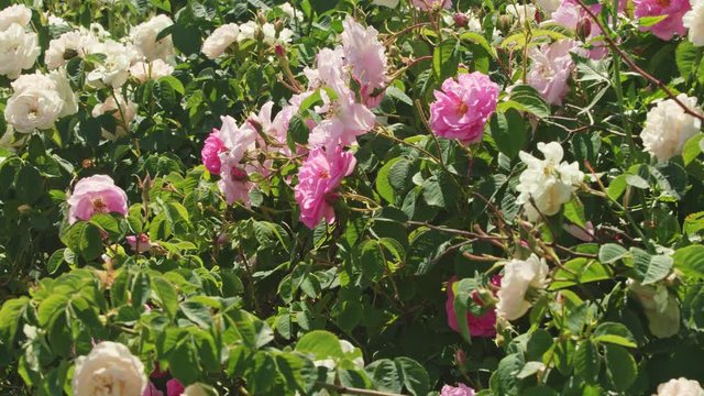 Many  rose stems with unopened buds in background of   blue clouded sky in Rose Valley during spring time. Bulgaria.