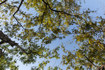 green leaves shining on blue sky background