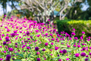 Gomphrena globosa flowers in the sunlight with butterfly