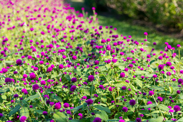 Gomphrena globosa flowers in the sunlight with butterfly