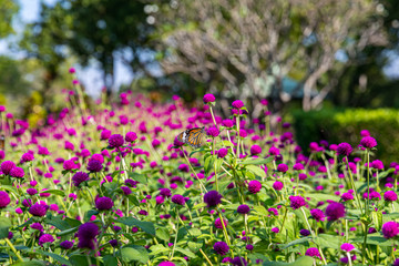 Fototapeta premium Gomphrena globosa flowers in the sunlight with butterfly