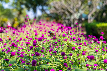 Gomphrena globosa flowers in the sunlight with butterfly