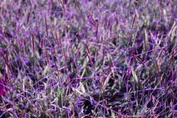 Fototapeta na wymiar Purple meadow