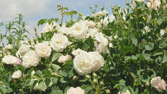 Many white rose stems with unopened buds in background of   blue clouded sky in Rose Valley during spring time. Bulgaria.