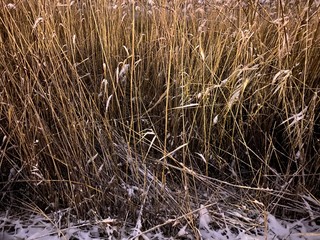 Fototapeta premium dry grass in the wind